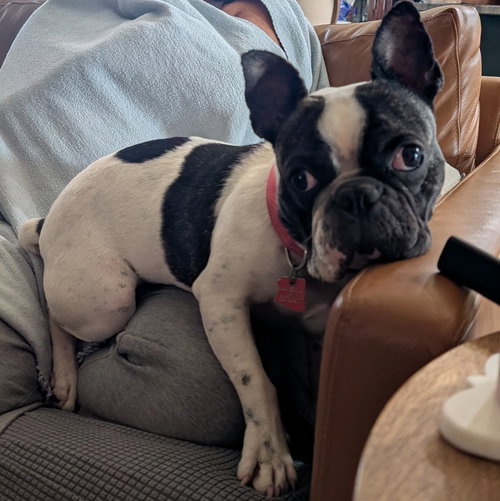 Sir Charlie