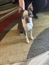 Spaz