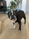 Pippa