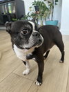 Pippa