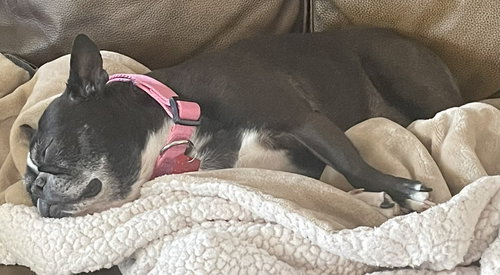 Pippa