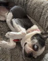 Piper