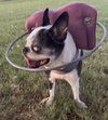 Piper