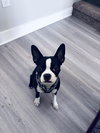 Chloe