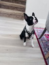 Chloe