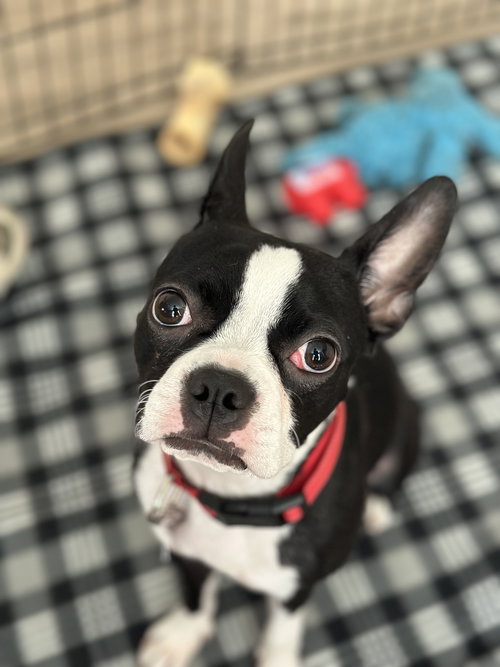 Chloe