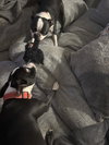 Chloe