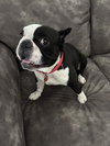 Sampson