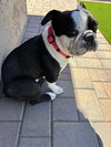 Sampson