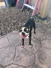 Pete