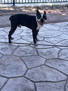 Pete