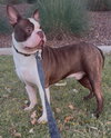 Duke