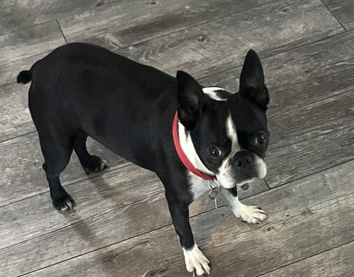 Roxy