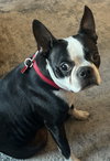 Roxy