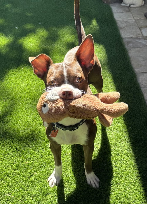 Daisy
