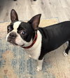 Maggie