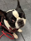 Maggie