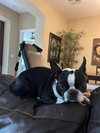 Maggie