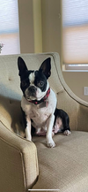 Maggie