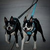 Kevin and Oswald