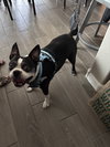 Oswald
