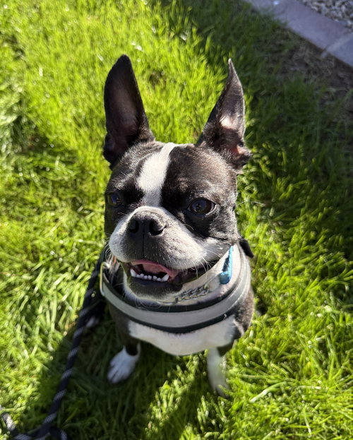 Mugsy