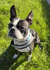 Mugsy