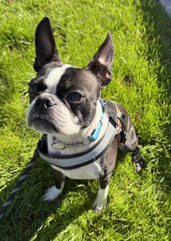 Mugsy