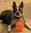 Rolo