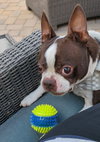 Rolo
