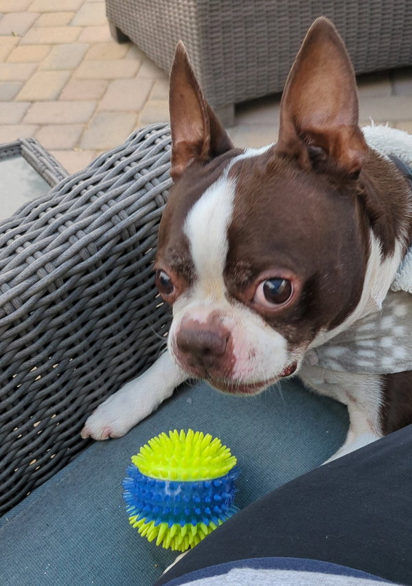 Rolo