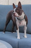 Rolo