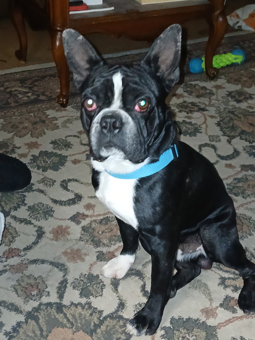 Oliver (Ollie)