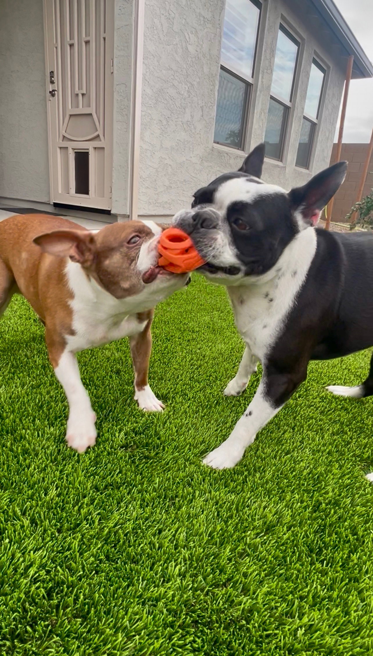 Terrier