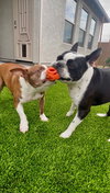Lucas and Louie
