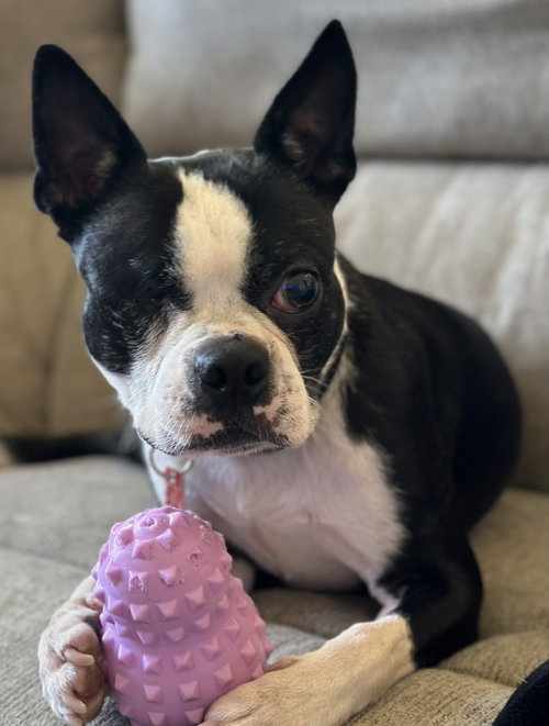 picture of the dog needing adoption