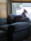 Mushu