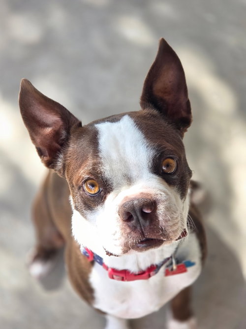 picture of the dog needing adoption