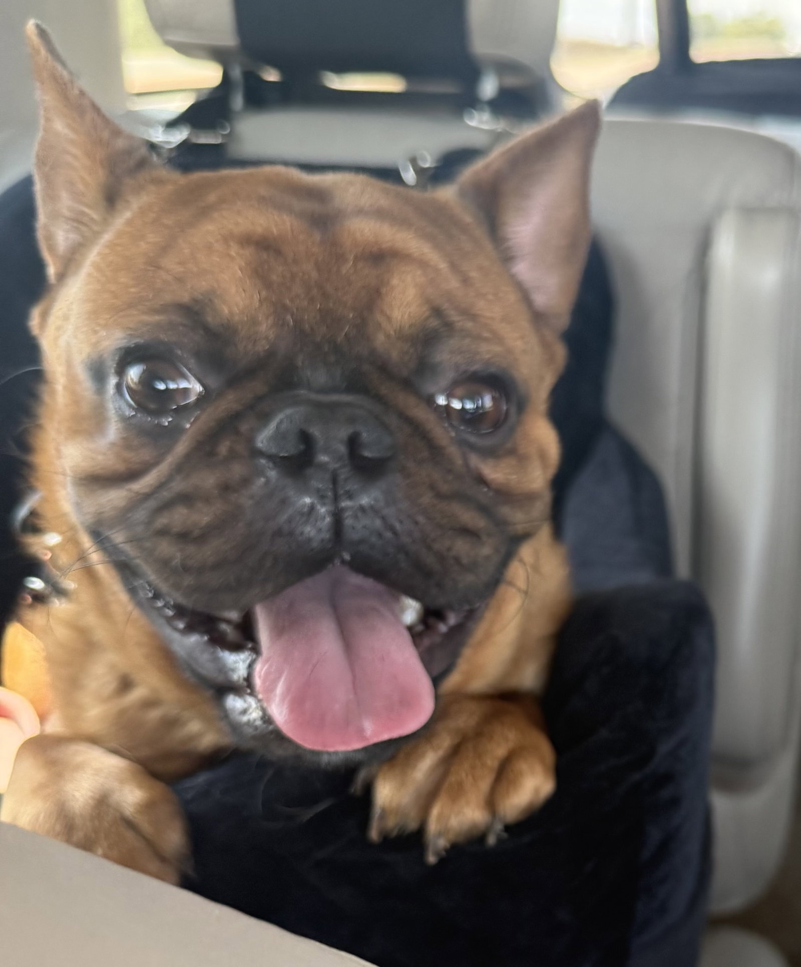 Hank, French Bulldog