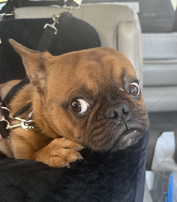 Hank