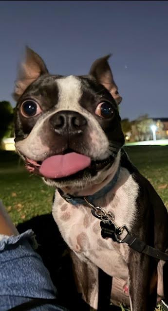 Onyx, photo 3