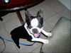 Sprocket