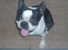 Sprocket