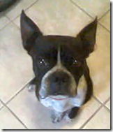 Brutus
