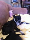 Brutus