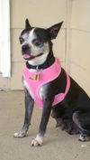 Dolly