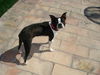 Buddy