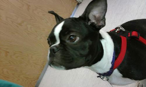 Bruiser
