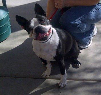 Bugsy