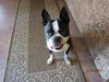 Mugsy